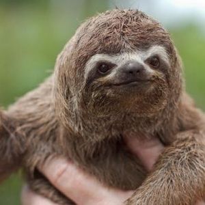 Meet your Posher, Isabella